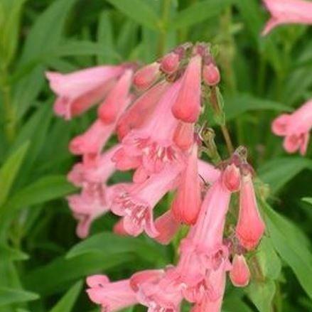 Penstemon Hidcote Pink in the GardenTags plant encyclopedia Beardtongue Hidcote Pink in the GardenTags plant encyclopedia
