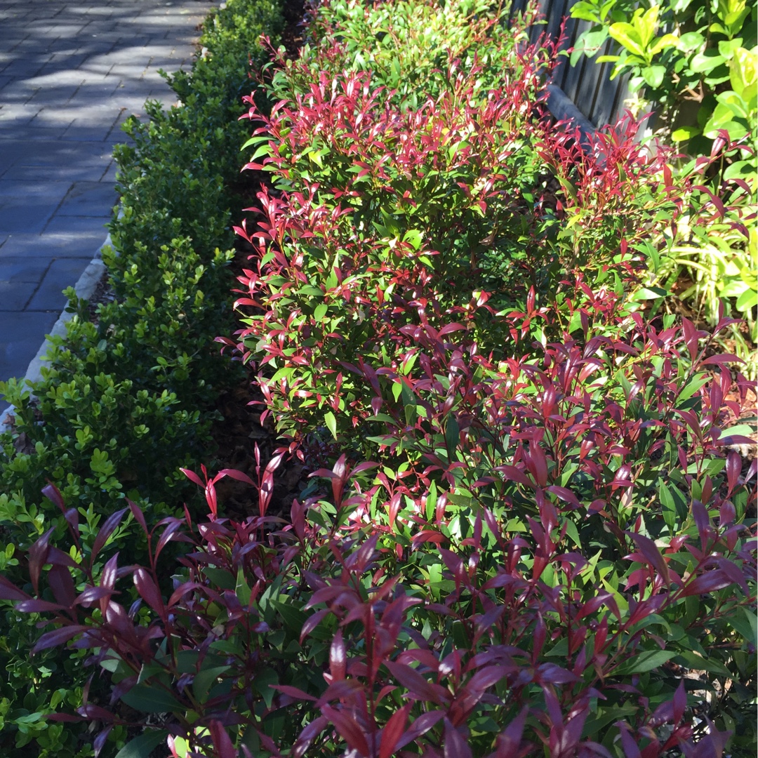 Syzygium smithii Cherry Surprise syn. Acmena smithii Cherry Surprise in the GardenTags plant encyclopedia Lilly Pilly Cherry Surprise in the GardenTags plant encyclopedia