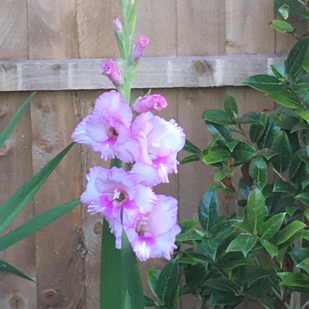 Gladiolus Romance in the GardenTags plant encyclopedia Gladioli Romance in the GardenTags plant encyclopedia
