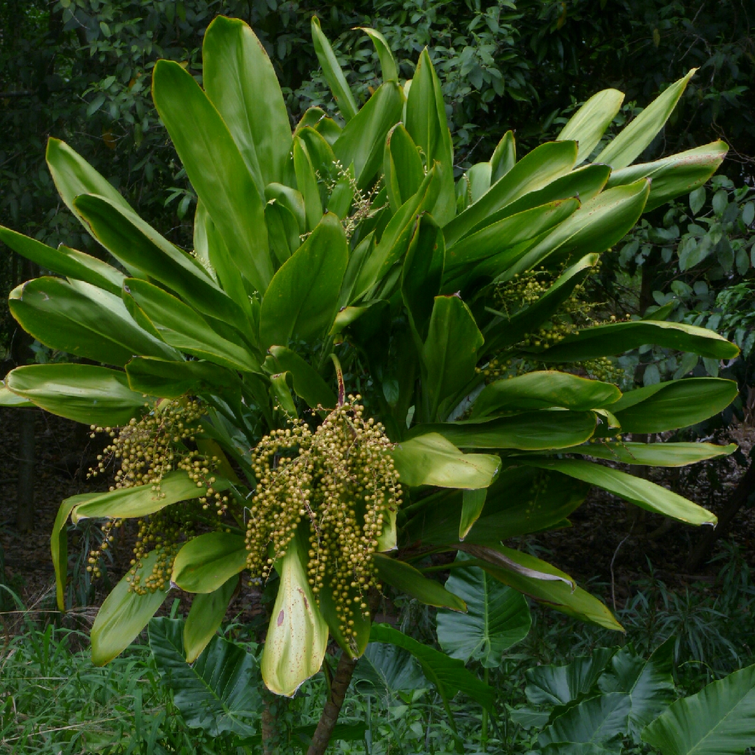 Cordyline Petiolaris in the GardenTags plant encyclopedia Cabbage Tree Petiolaris in the GardenTags plant encyclopedia