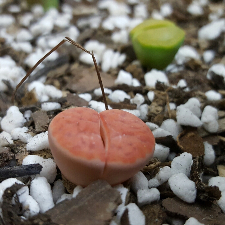 Lithops Karasmontana Sumitatum in the GardenTags plant encyclopedia Living Stones Karasmontana Sumitatum in the GardenTags plant encyclopedia