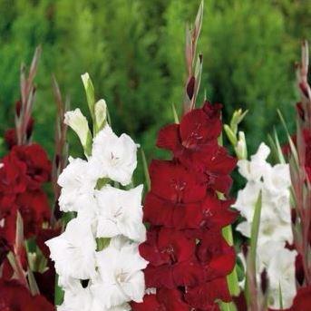 Gladiolus Ebony And Ivory Mix (Mix) in the GardenTags plant encyclopedia Gladioli Ebony And Ivory Mix (Mix) in the GardenTags plant encyclopedia