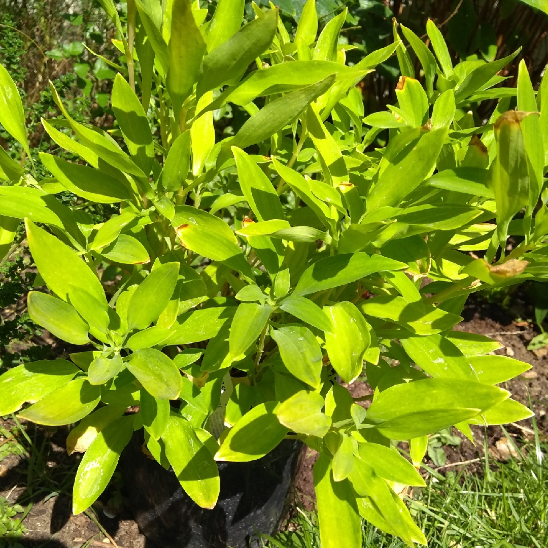 Alstroemeria Sweet Laura in the GardenTags plant encyclopedia Peruvian Lily Sweet Laura in the GardenTags plant encyclopedia