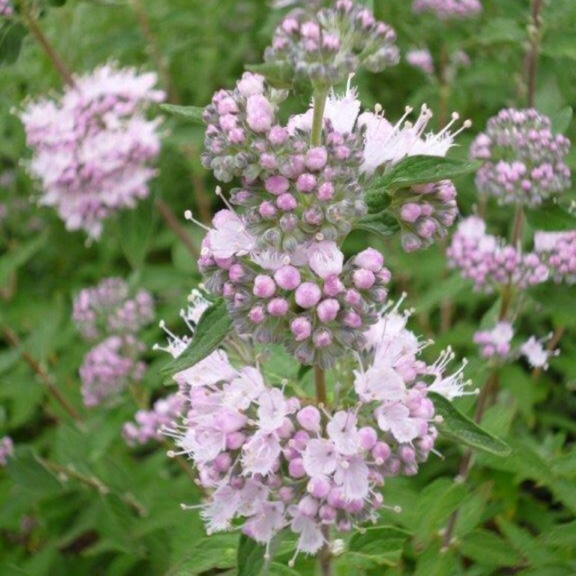 Caryopteris x clandonensis Stephi in the GardenTags plant encyclopedia Bluebeard Stephi in the GardenTags plant encyclopedia