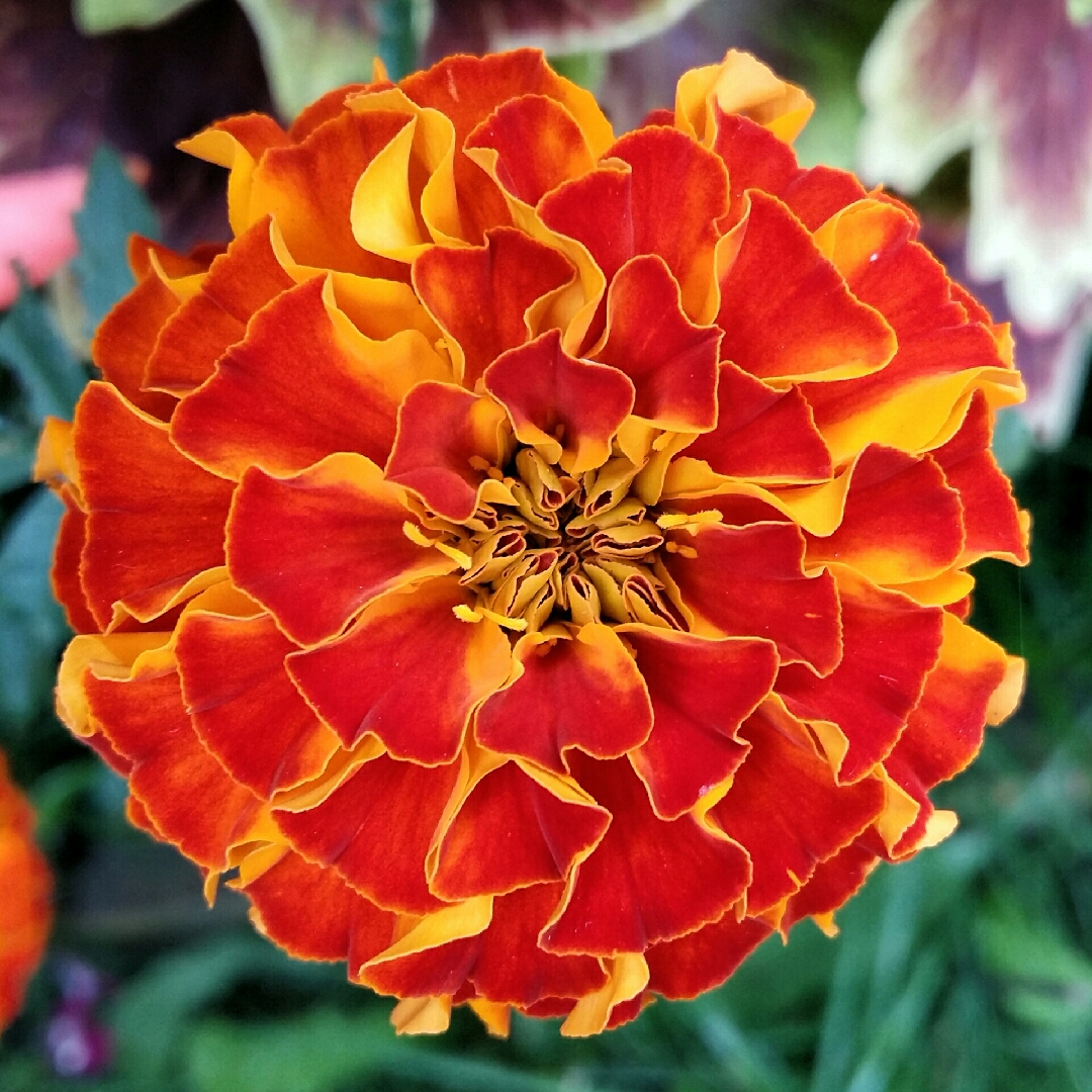 Tagetes patula x erecta Triploid Red in the GardenTags plant encyclopedia Marigold Triploid Red in the GardenTags plant encyclopedia