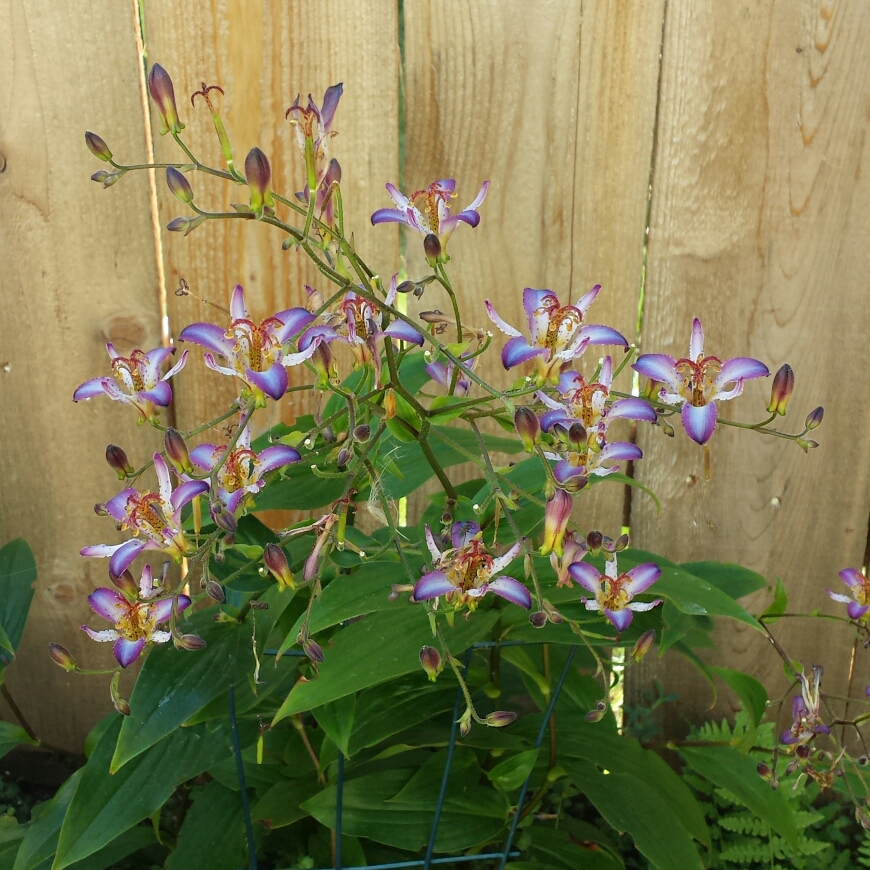 Toad Lily Taipei Silk in the GardenTags plant encyclopedia