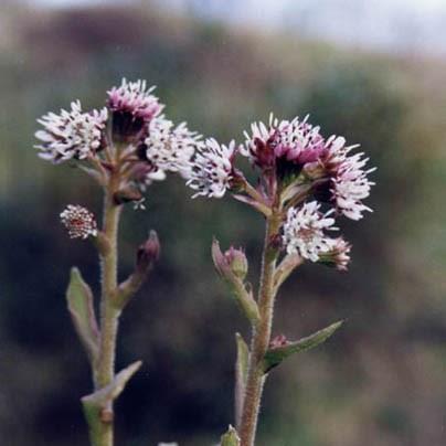 Petasites fragrans in the GardenTags plant encyclopedia Winter Heliotrope in the GardenTags plant encyclopedia