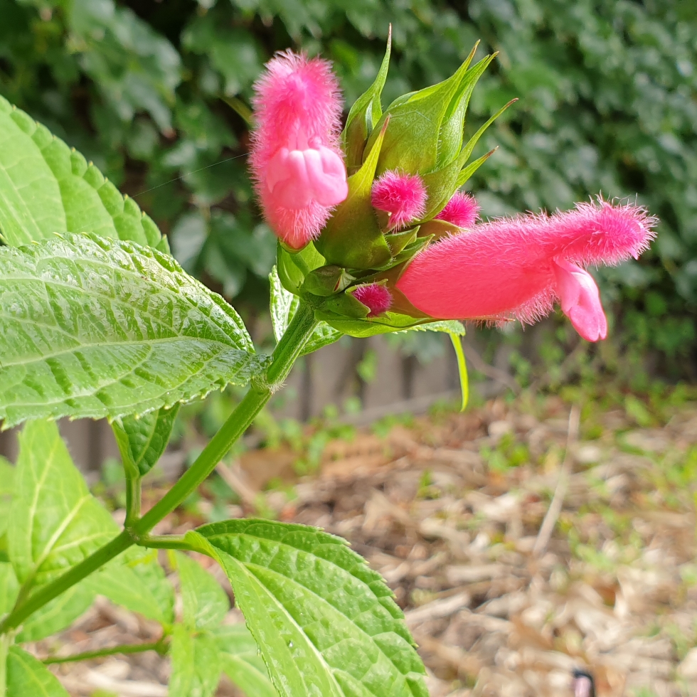 Salvia Oxyphora in the GardenTags plant encyclopedia Fuzzy Bolivian Sage in the GardenTags plant encyclopedia