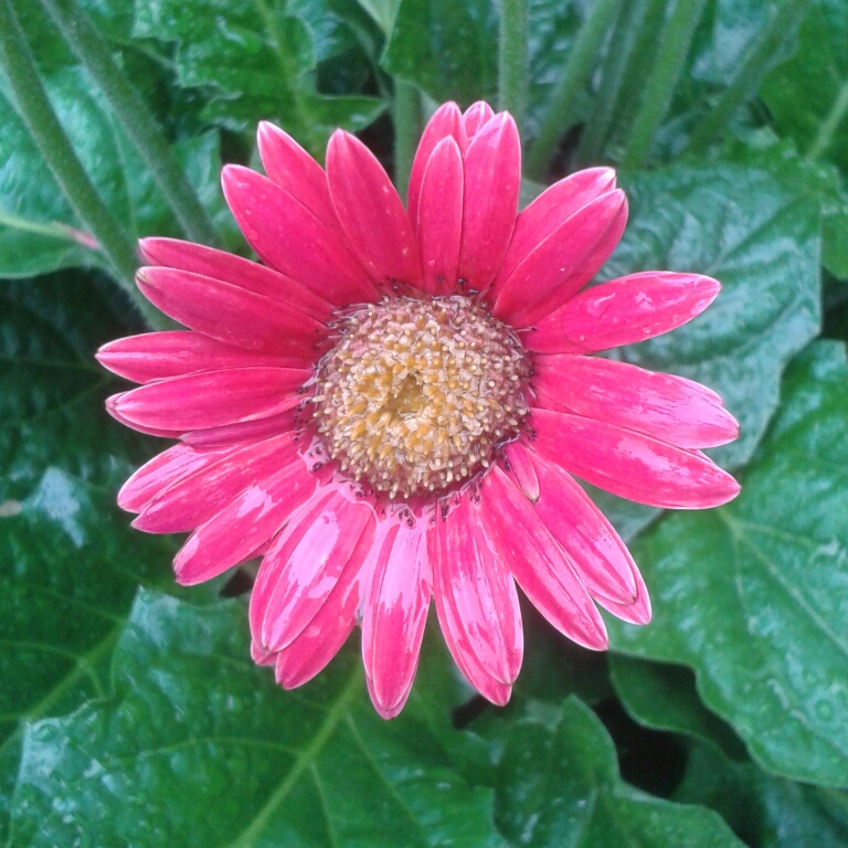 Gerbera Garvinea in the GardenTags plant encyclopedia Gerbera Garvinea in the GardenTags plant encyclopedia