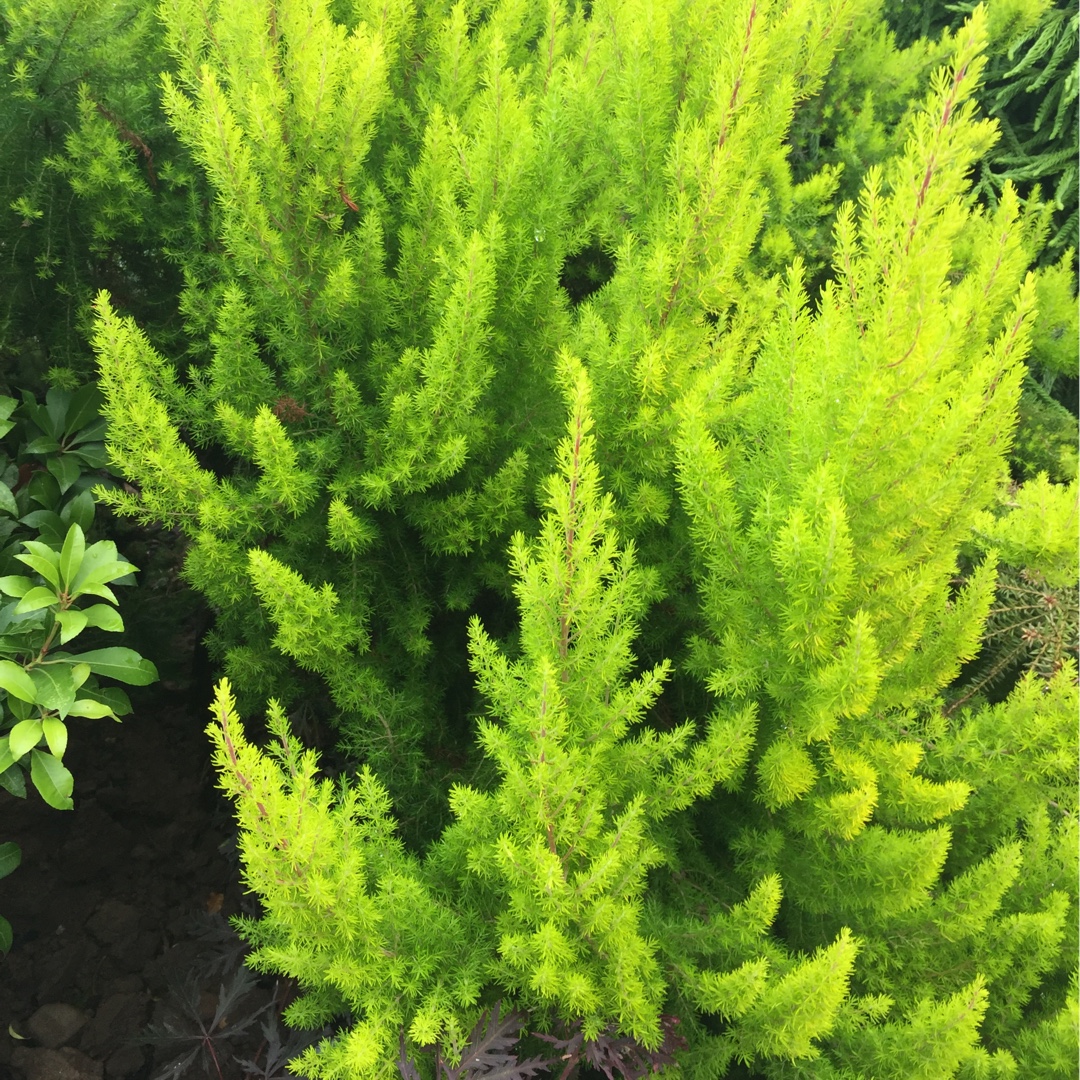 Erica arborea var. alpina f. aureifolia Alberts Gold in the GardenTags plant encyclopedia Tree Heath Alberts Gold in the GardenTags plant encyclopedia