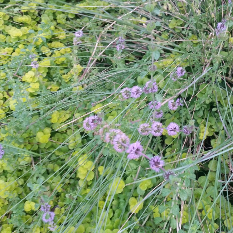 Mentha pulegium in the GardenTags plant encyclopedia Penny Royal in the GardenTags plant encyclopedia