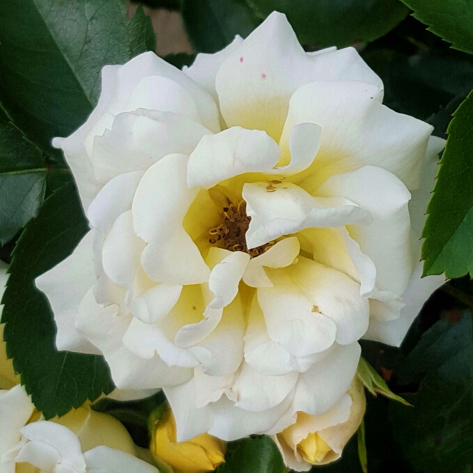 Rosa Popcorn Drift syn. Rosa Novarospop in the GardenTags plant encyclopedia Rose Popcorn Drift in the GardenTags plant encyclopedia