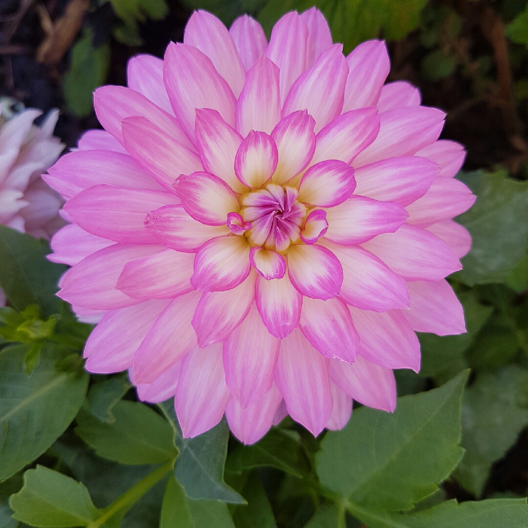 Dahlia Gallery Bellini in the GardenTags plant encyclopedia Dahlia Gallery Bellini (Gallery Series) in the GardenTags plant encyclopedia