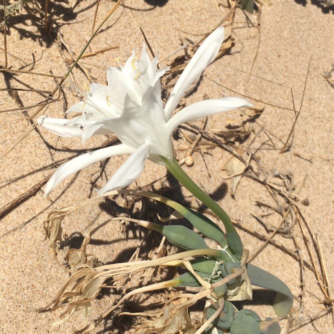 Pancratium maritimum in the GardenTags plant encyclopedia Sea Daffodil in the GardenTags plant encyclopedia