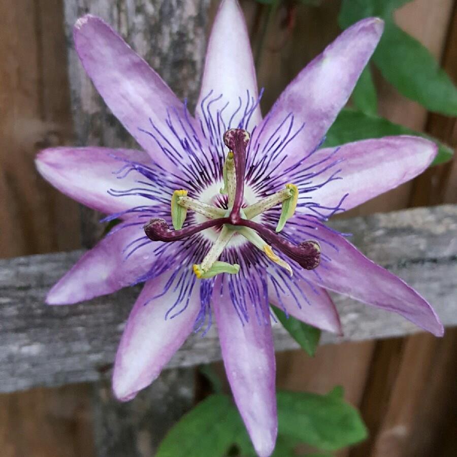 Passiflora Amethyst syn. Passiflora Lavender Lady in the GardenTags plant encyclopedia Passion Flower Amethyst in the GardenTags plant encyclopedia