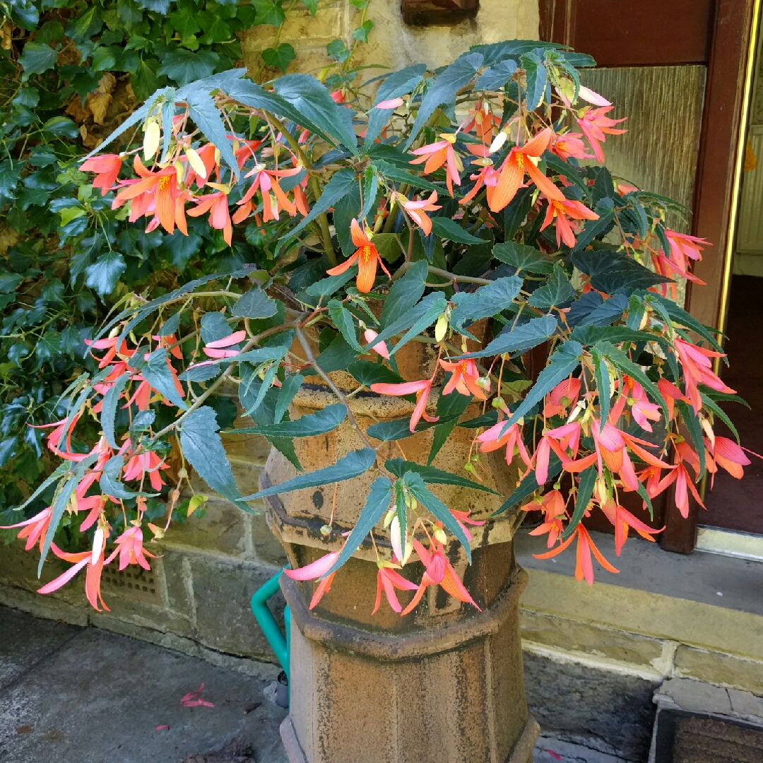 Begonia boliviensis San Francisco in the GardenTags plant encyclopedia Begonia San Francisco in the GardenTags plant encyclopedia