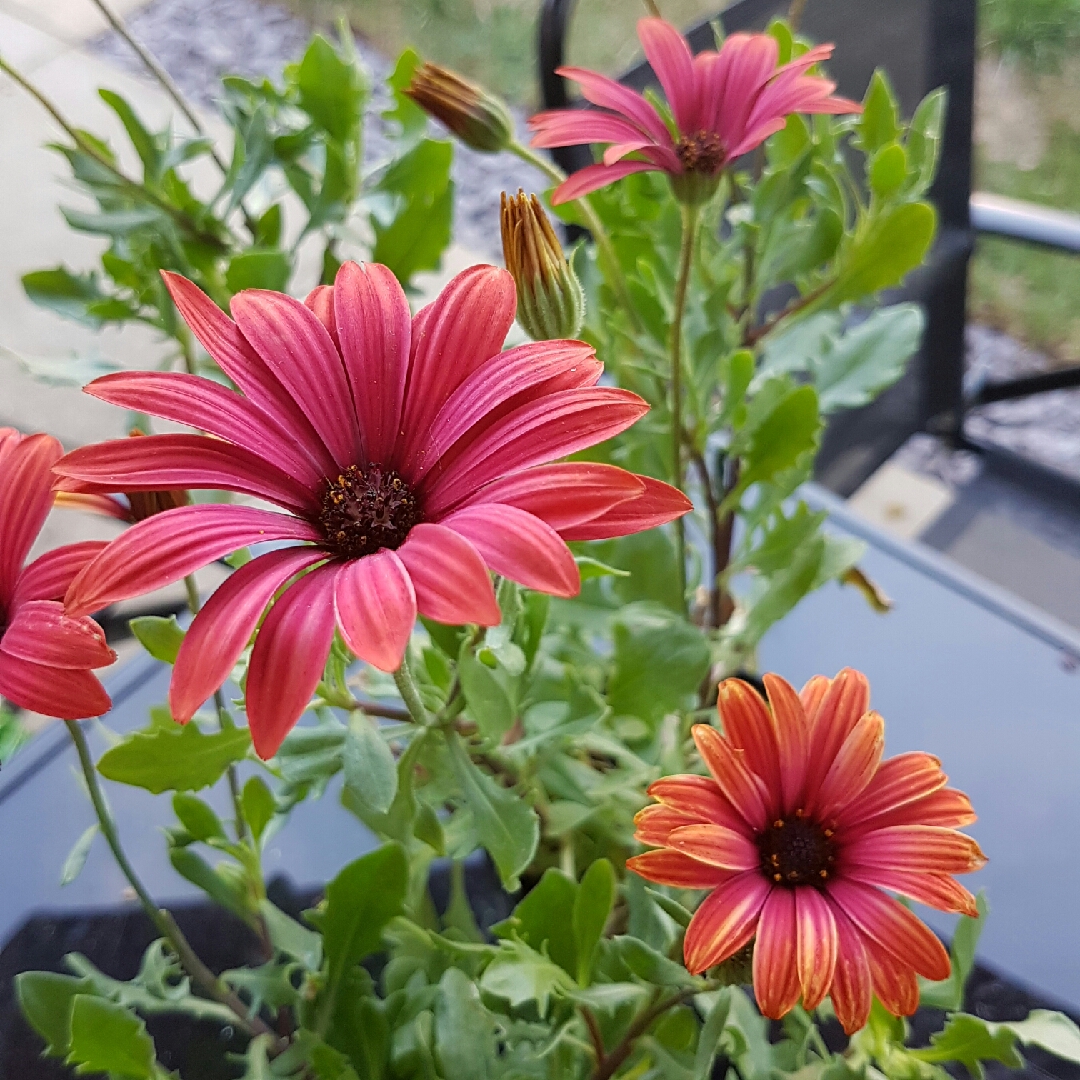 Osteospermum erato Special Fire in the GardenTags plant encyclopedia African Daisy Special Fire in the GardenTags plant encyclopedia