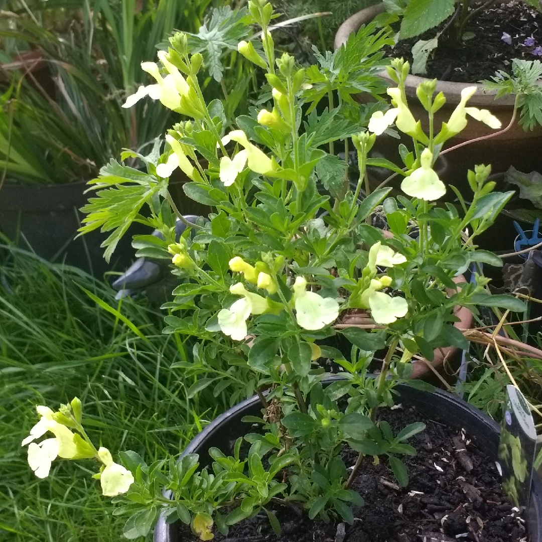 Salvia Suncrest Lemon Light in the GardenTags plant encyclopedia Salvia Lemon Light in the GardenTags plant encyclopedia