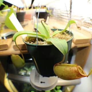Nepenthes ampullaria x in the GardenTags plant encyclopedia Pitcher plant in the GardenTags plant encyclopedia