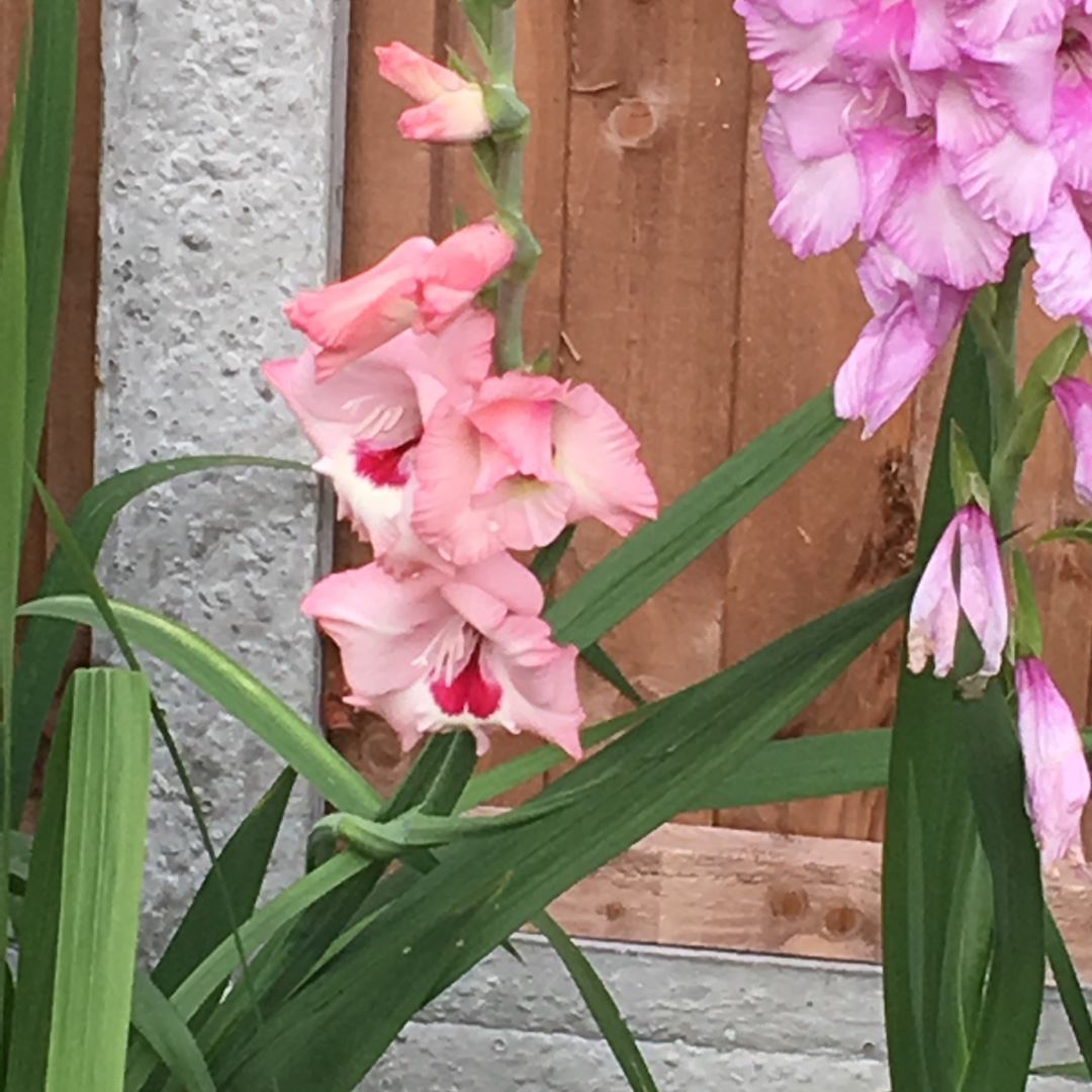Gladioli Wine And Roses (Large-flowered) in the GardenTags plant encyclopedia