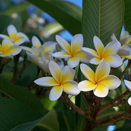 Plumeria in the GardenTags plant encyclopedia Frangipani in the GardenTags plant encyclopedia