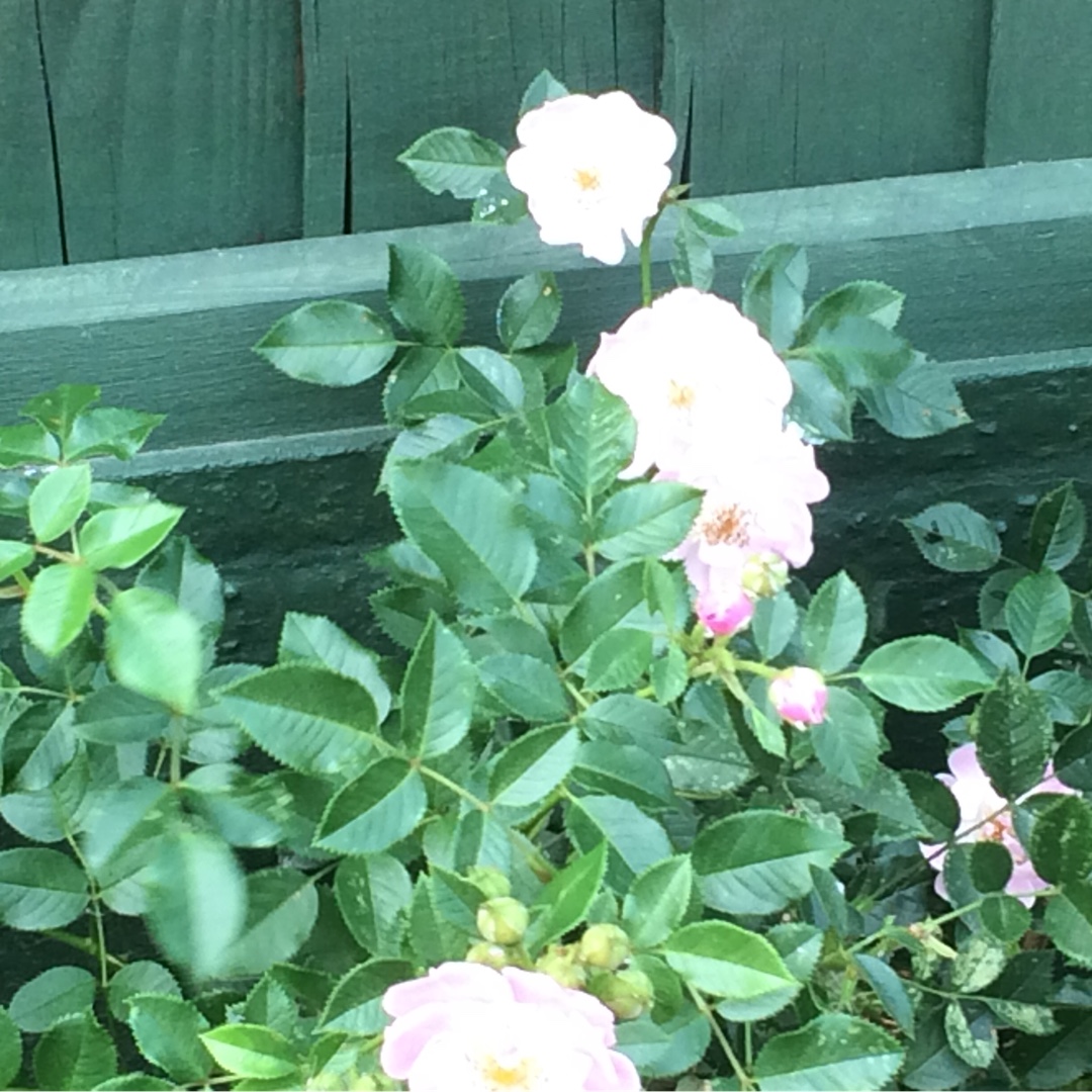 Rosa Harspiral syn. Rosa The Lakeland Rose, Rosa Lakeland Rose in the GardenTags plant encyclopedia Rose The Lakeland Rose (Climbing) in the GardenTags plant encyclopedia