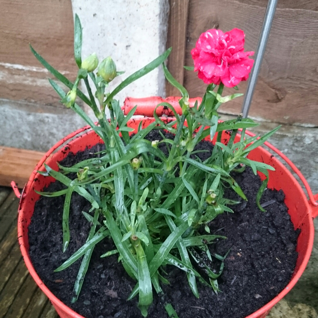 Dianthus caryophyllus Suncharm Scarlet in the GardenTags plant encyclopedia Carnation Suncharm Scarlet in the GardenTags plant encyclopedia