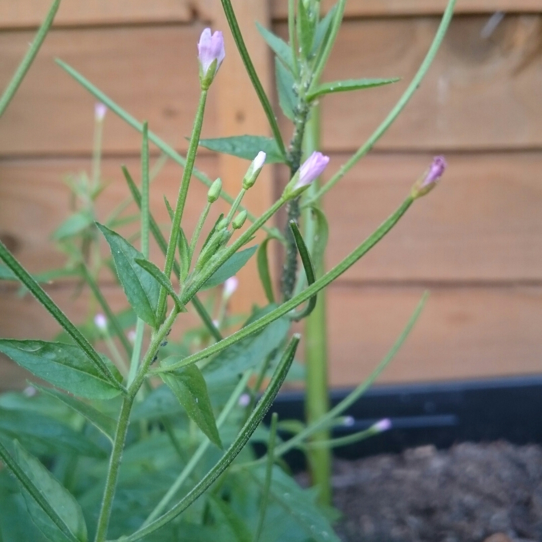 Epilobium Lanceolatum in the GardenTags plant encyclopedia Spear-leaved Willowherb in the GardenTags plant encyclopedia