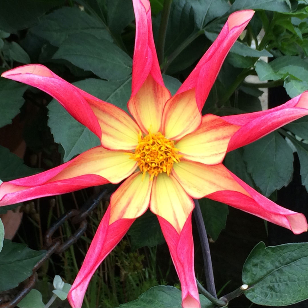 Dahlia Tahoma Star in the GardenTags plant encyclopedia Dahlia Tahoma Star in the GardenTags plant encyclopedia