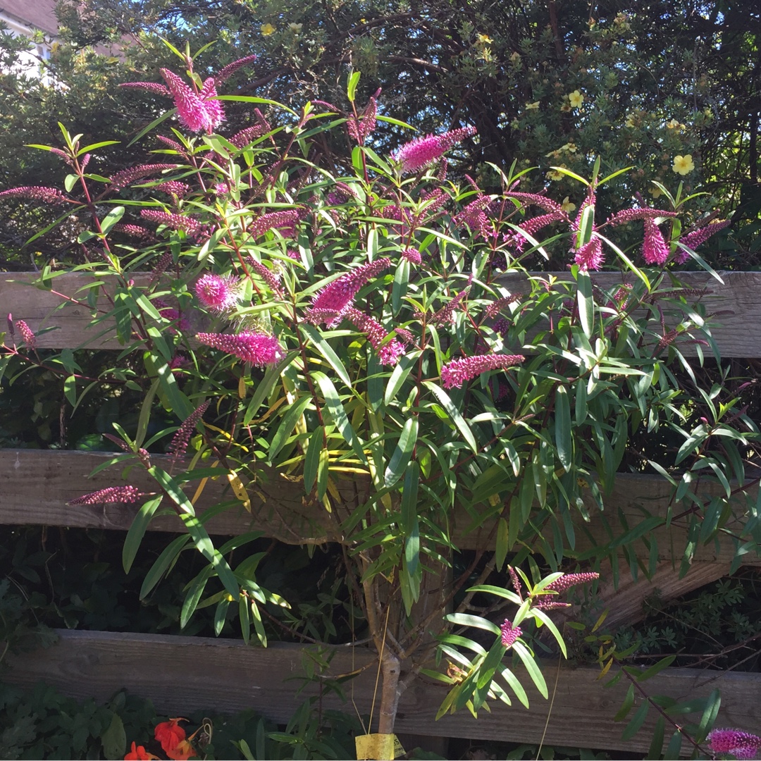 Hebe Great Orme in the GardenTags plant encyclopedia Shrubby Veronica Great Orme in the GardenTags plant encyclopedia
