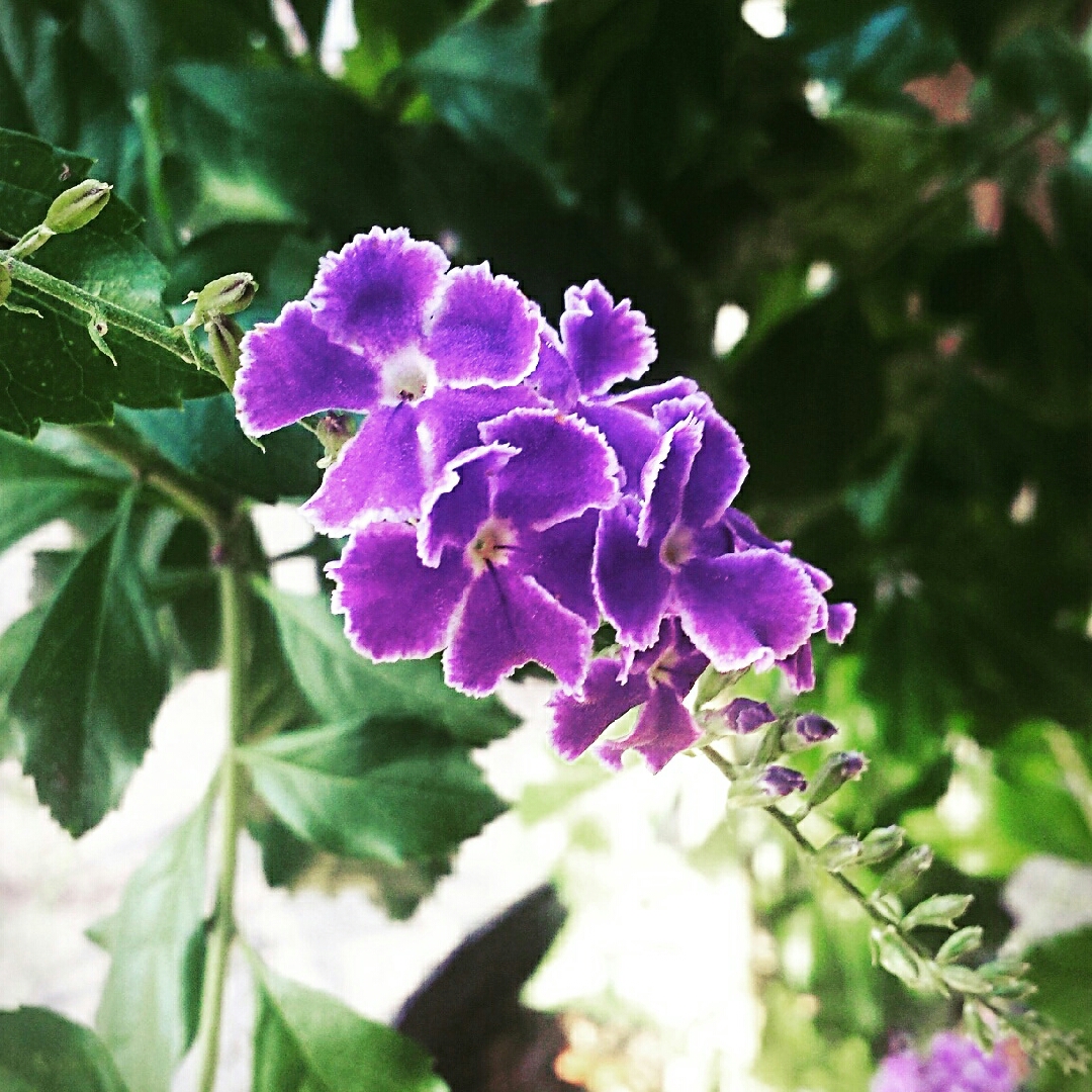 Duranta erecta Sapphire Showers in the GardenTags plant encyclopedia Picotee Sky Flower in the GardenTags plant encyclopedia