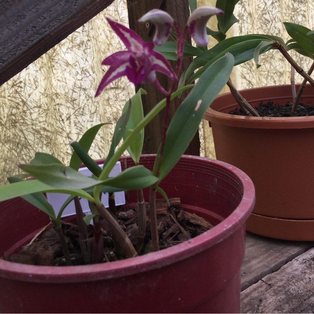 Dendrobium Burgundy Cream in the GardenTags plant encyclopedia Orchid Burgundy Cream in the GardenTags plant encyclopedia
