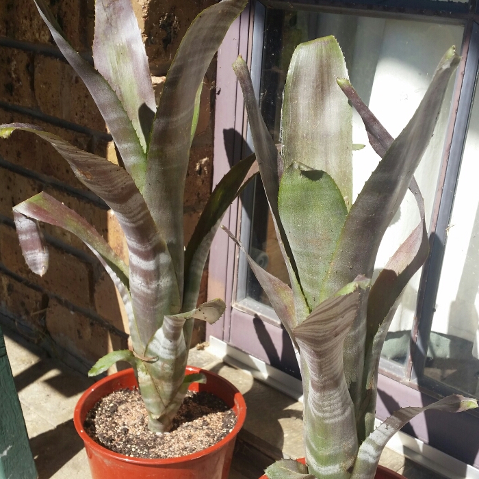 Billbergia hybrida Platinum in the GardenTags plant encyclopedia Bromeliad Billbergia Platinum in the GardenTags plant encyclopedia