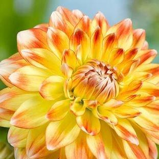 Dahlia Peaches and Cream in the GardenTags plant encyclopedia