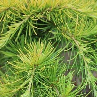 Cedrus deodara Golden Horizon in the GardenTags plant encyclopedia Deodar Cedar Golden Horizon in the GardenTags plant encyclopedia