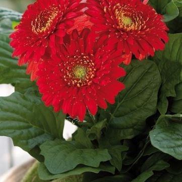 Gerbera Sundayz Red in the GardenTags plant encyclopedia Gerbera Sundayz Red in the GardenTags plant encyclopedia