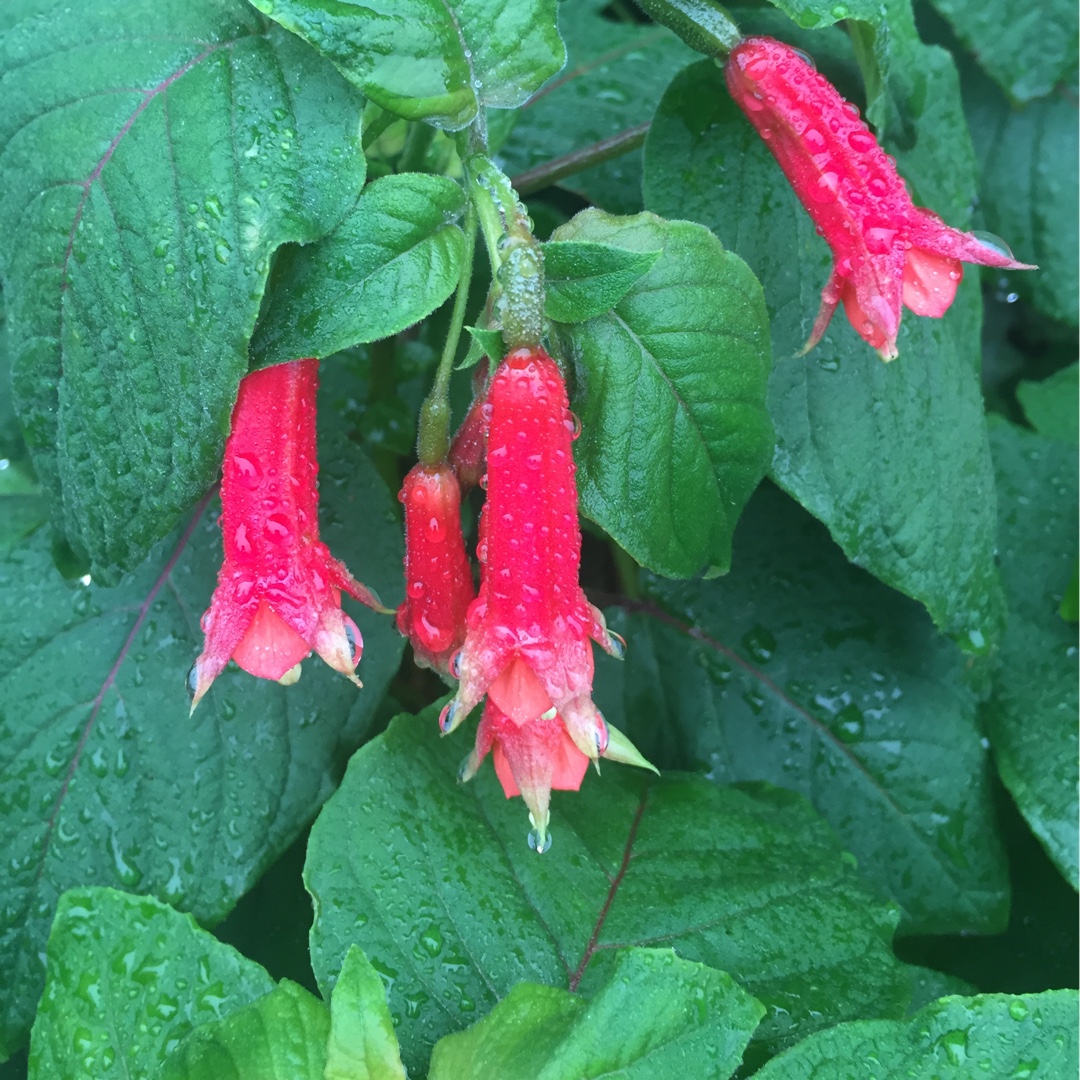 Fuchsia splendens var. Cordifolia in the GardenTags plant encyclopedia Fuchsia Cordifolia in the GardenTags plant encyclopedia