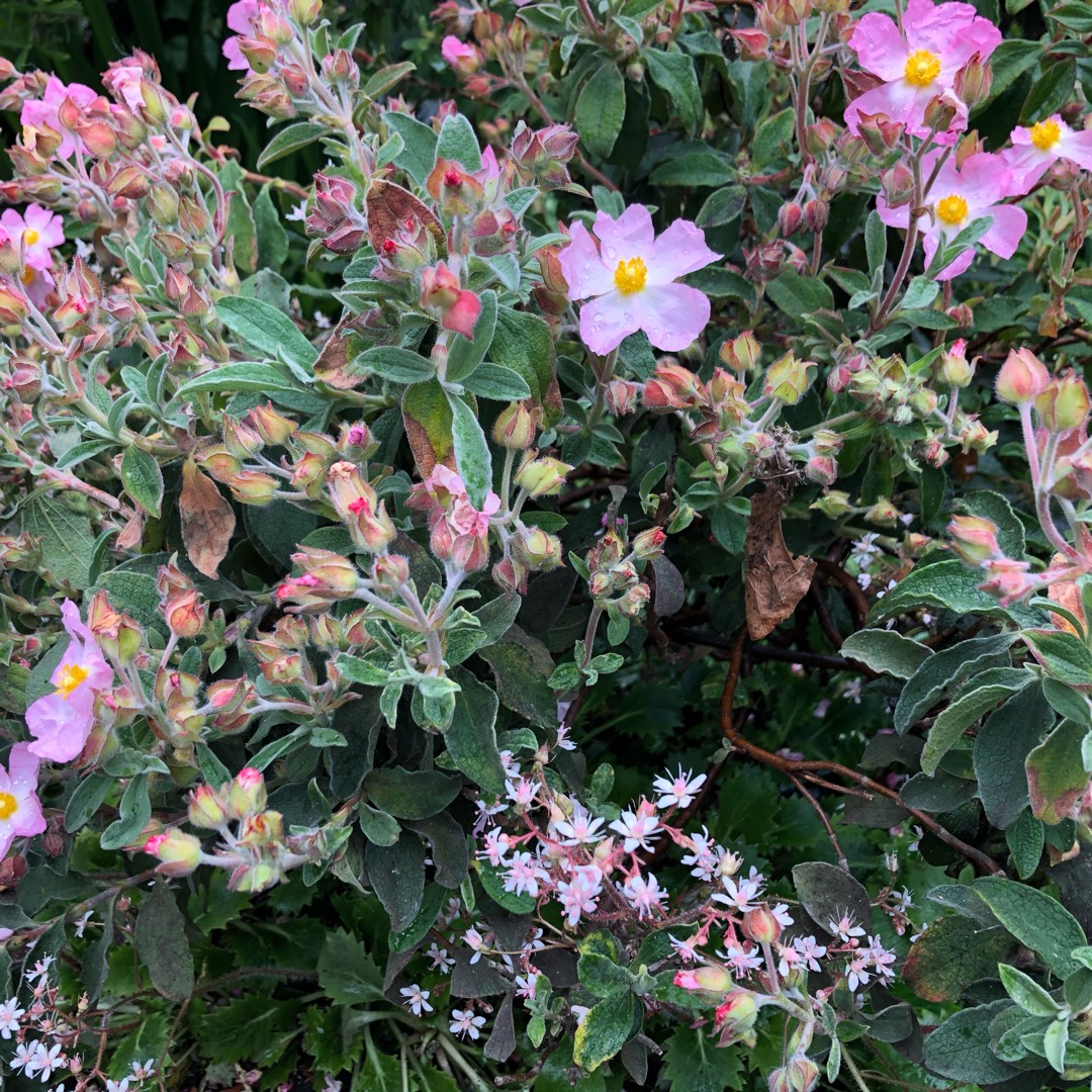 Cistus x lenis Grayswood Pink in the GardenTags plant encyclopedia Cistus Grayswood in the GardenTags plant encyclopedia