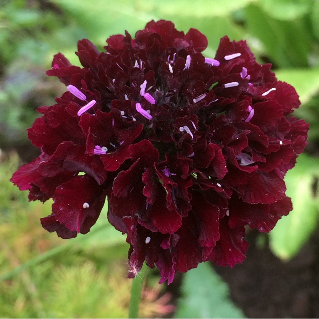 Scabiosa Dessert Series Plum Pudding in the GardenTags plant encyclopedia Scabious Plum Pudding in the GardenTags plant encyclopedia