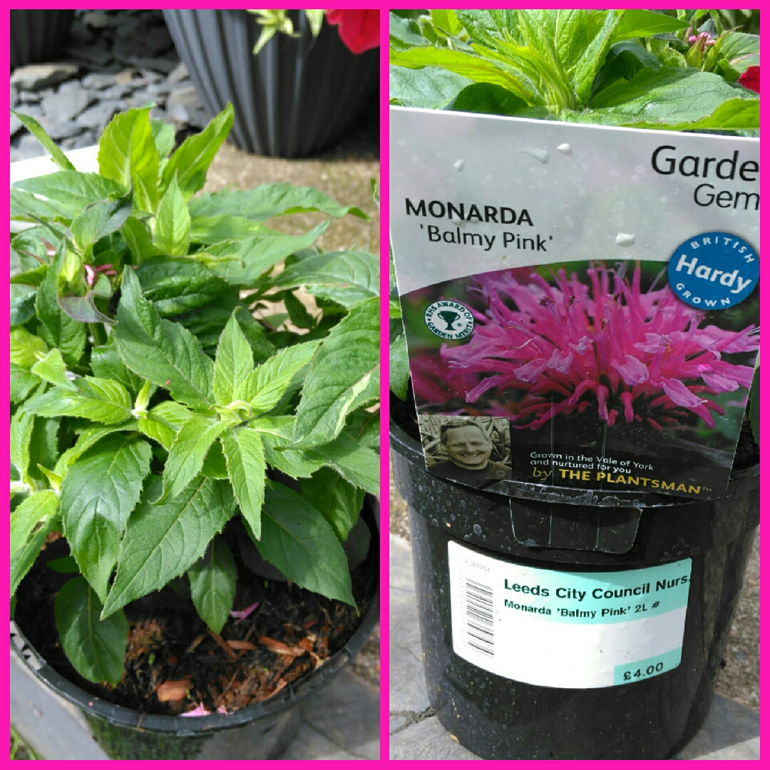 Monarda Didyma Balmy Pink in the GardenTags plant encyclopedia Dwarf Bergamot Balmy Pink in the GardenTags plant encyclopedia