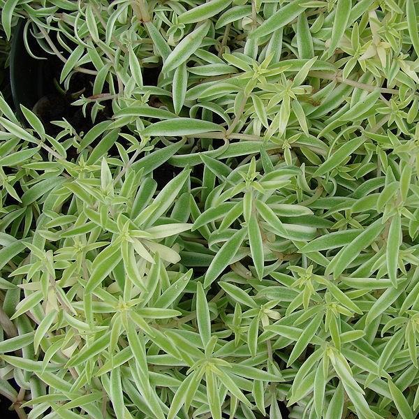 Sedum Lineare in the GardenTags plant encyclopedia Needle Stonecrop in the GardenTags plant encyclopedia