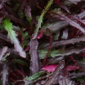 Dragons Tongue in the GardenTags plant encyclopedia