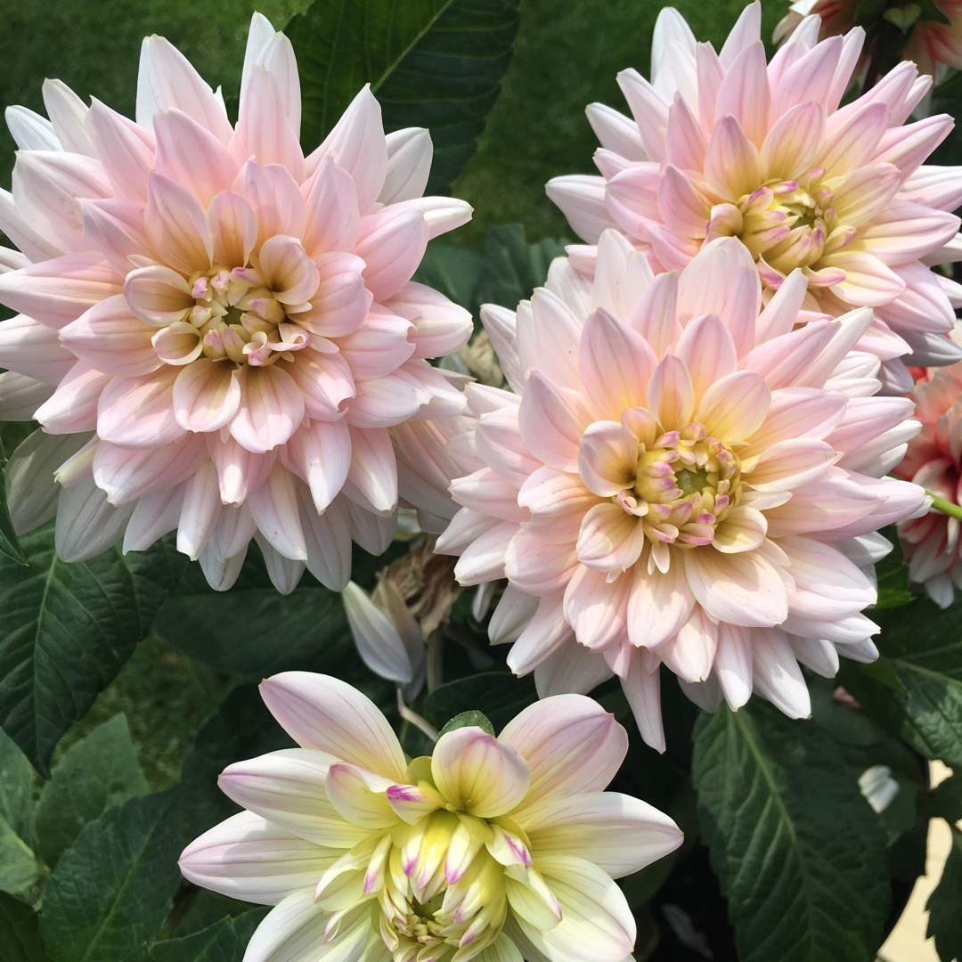Dahlia Dianas Memory in the GardenTags plant encyclopedia Dahlia Dianas Memory in the GardenTags plant encyclopedia