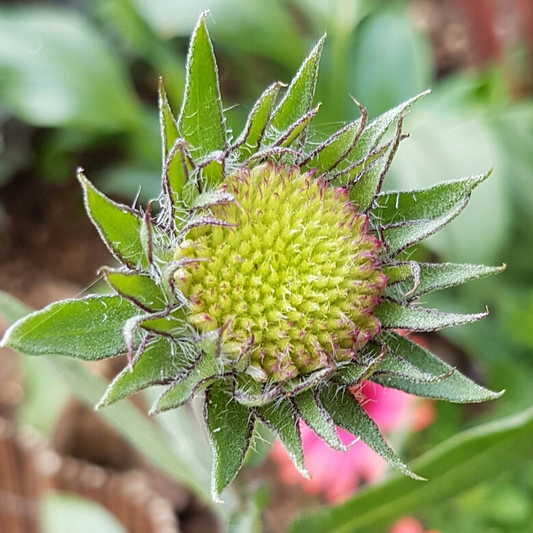 Gaillardia aristata Giant Hybrids in the GardenTags plant encyclopedia Blanket flower Giant Hybrids in the GardenTags plant encyclopedia
