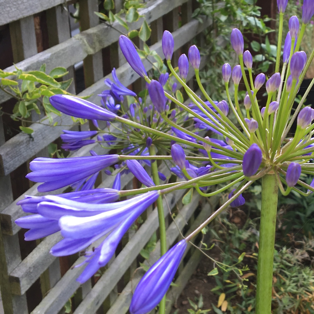 Agapanthus Loch Hope in the GardenTags plant encyclopedia African Lily Loch Hope in the GardenTags plant encyclopedia