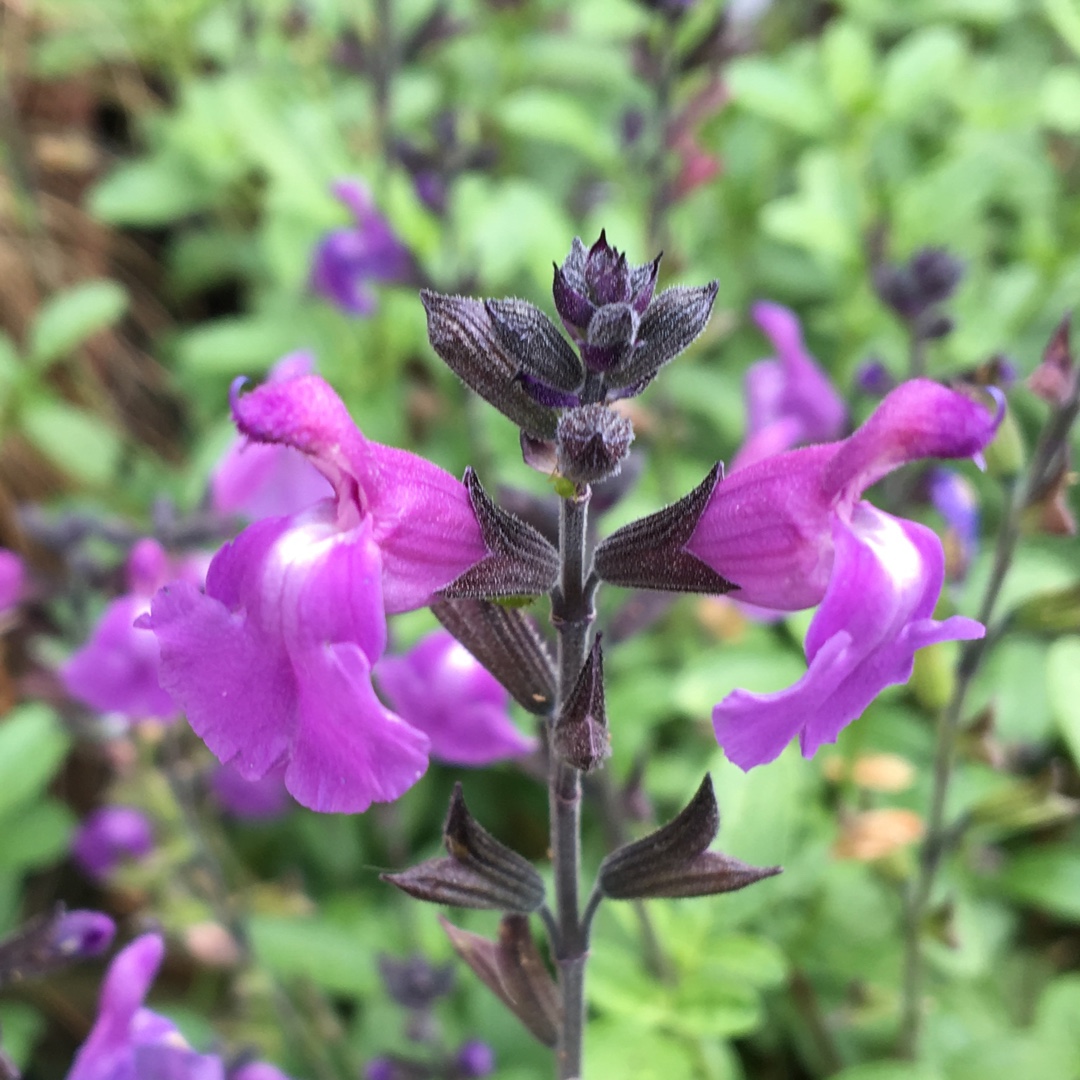 Salvia Lavender Dilly Dilly in the GardenTags plant encyclopedia Flowering Sage Lavender Dilly Dilly in the GardenTags plant encyclopedia
