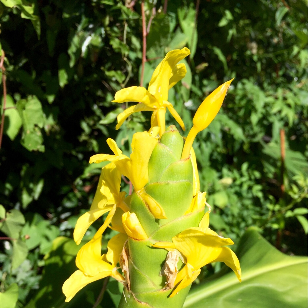 Hedychium Wardii in the GardenTags plant encyclopedia Ginger Lily in the GardenTags plant encyclopedia