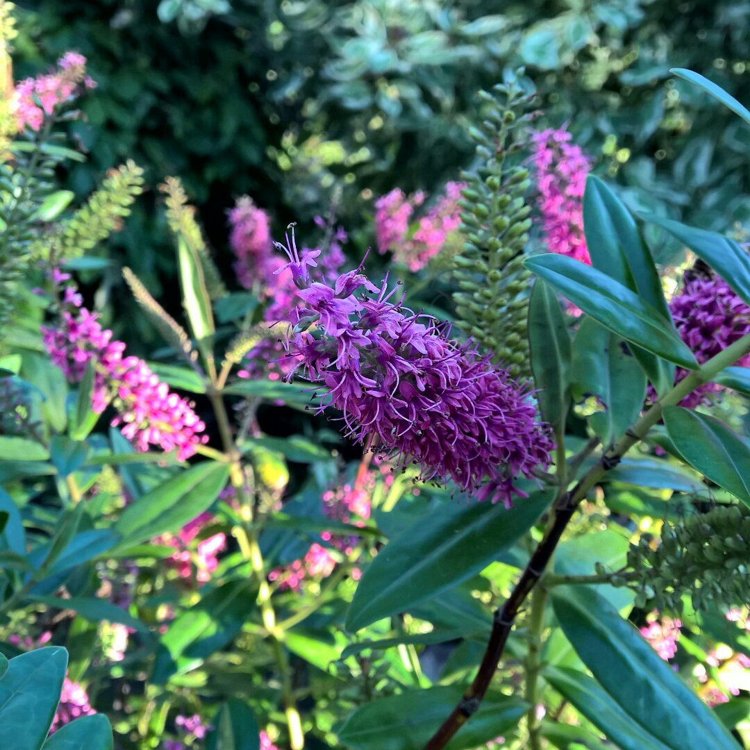 Shrubby Veronica Gloriosa in the GardenTags plant encyclopedia