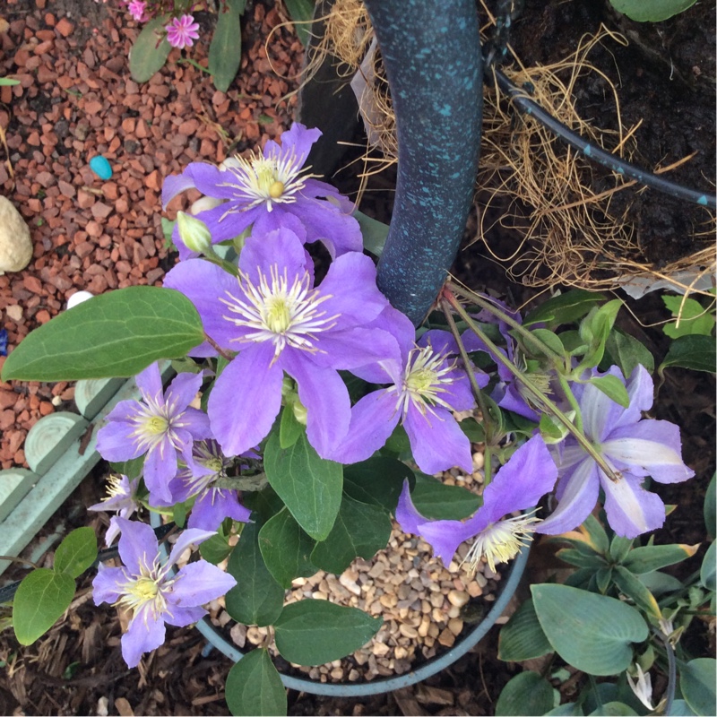 Clematis viticella Justa in the GardenTags plant encyclopedia Clematis Justa in the GardenTags plant encyclopedia