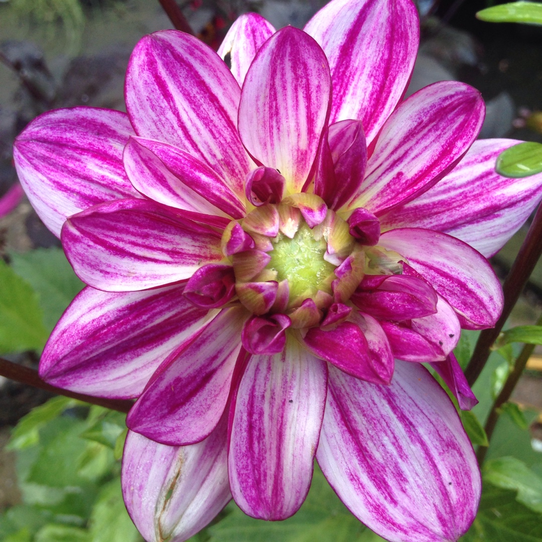 Dahlia Blackberry Ripple in the GardenTags plant encyclopedia Dahlia Blackberry Ripple (Semi-cactus) in the GardenTags plant encyclopedia